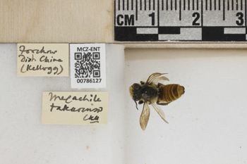 Media type: image;   Entomology 786127 Aspect: Labels